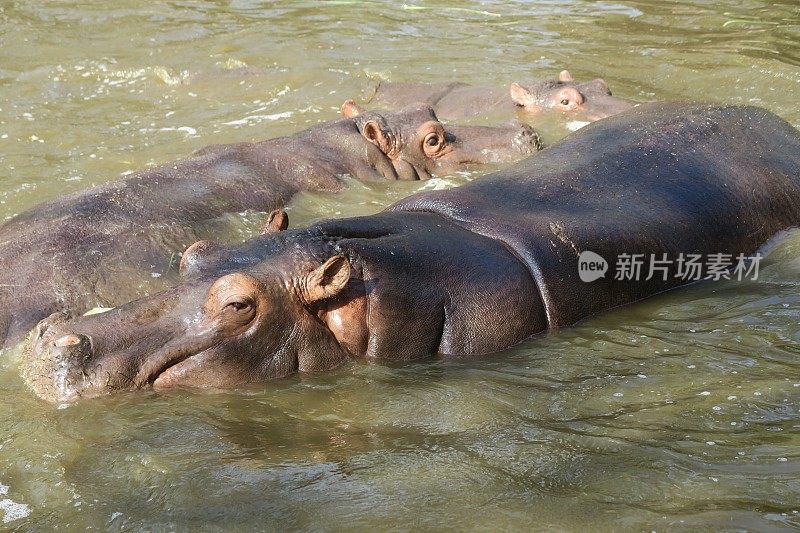 非洲野生河马在肯尼亚野生动物园的水中降温，河马的眼睛、耳朵和皮肤的特写照片，危险的动物/河马在奈瓦沙湖晒太阳和沐浴在泥泞的水中，肯尼亚，非洲，眼睛和耳朵伸出来